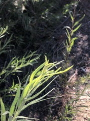 Salix exigua