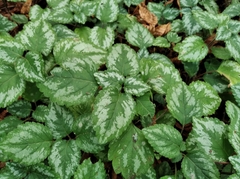 Lamium galeobdolon argentatum