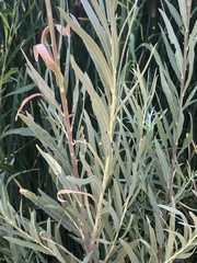 Salix exigua