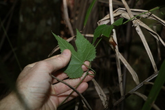 Diplocyclos palmatus