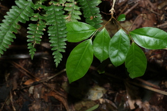 Glochidion ferdinandi