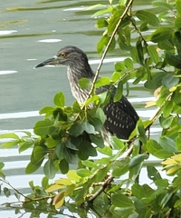 Nycticorax nycticorax