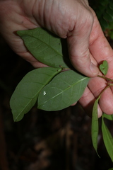 Glochidion ferdinandi