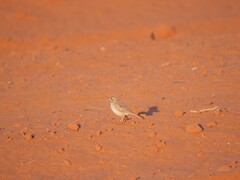 Anthus australis