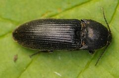 Melanotus punctolineatus