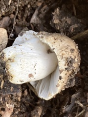 Russula cerolens