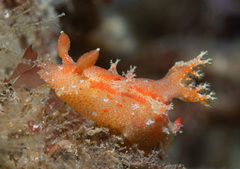 Plocamopherus imperialis