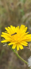 Sphaerophoria scripta