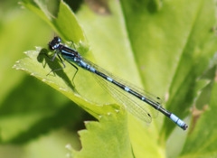 Coenagrion lunulatum