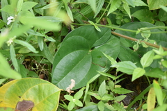 Dioscorea alata