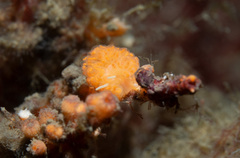 Phyllodesmium
