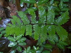 Polypodiopsida