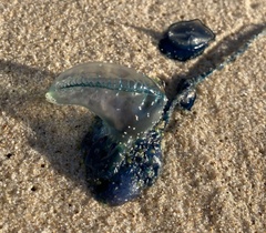 Physalia physalis