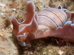 Hydatina physis