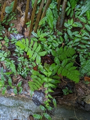 Polypodiopsida