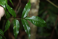Pandorea baileyana