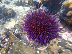 Heliocidaris erythrogramma