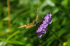 Boloria