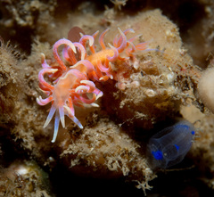 Phyllodesmium poindimiei
