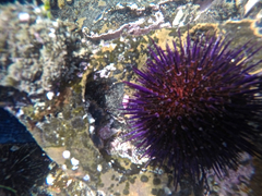 Heliocidaris erythrogramma