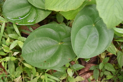 Dioscorea alata