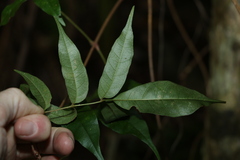 Pandorea baileyana