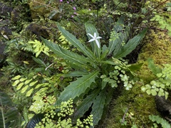 Hippobroma longiflora