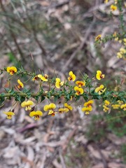 Daviesia squarrosa