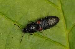 Calambus bipustulatus