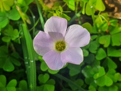 Oxalis incarnata