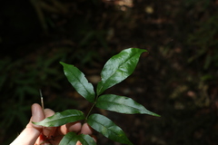 Pandorea baileyana