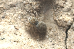 Attulus distinguendus