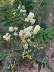 Acacia parvipinnula