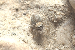 Attulus distinguendus