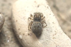 Attulus distinguendus