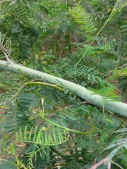 Acacia parvipinnula