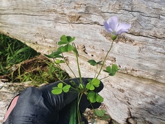 Oxalis incarnata