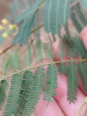 Acacia parvipinnula