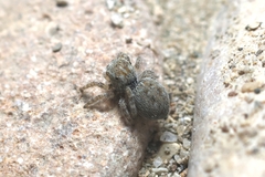 Attulus distinguendus