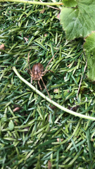 Oligolophinae