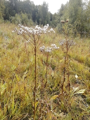 Senecio doria