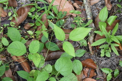 Centrosema pubescens