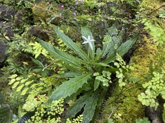 Hippobroma longiflora