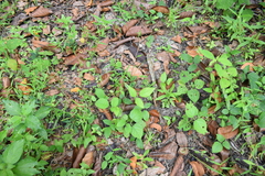 Centrosema pubescens