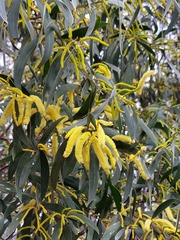 Acacia binervia