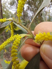 Acacia binervia