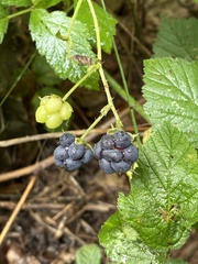 Rubus caesius