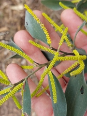 Acacia binervia