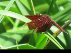 Neurothemis taiwanensis