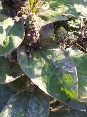 Verbascum densiflorum